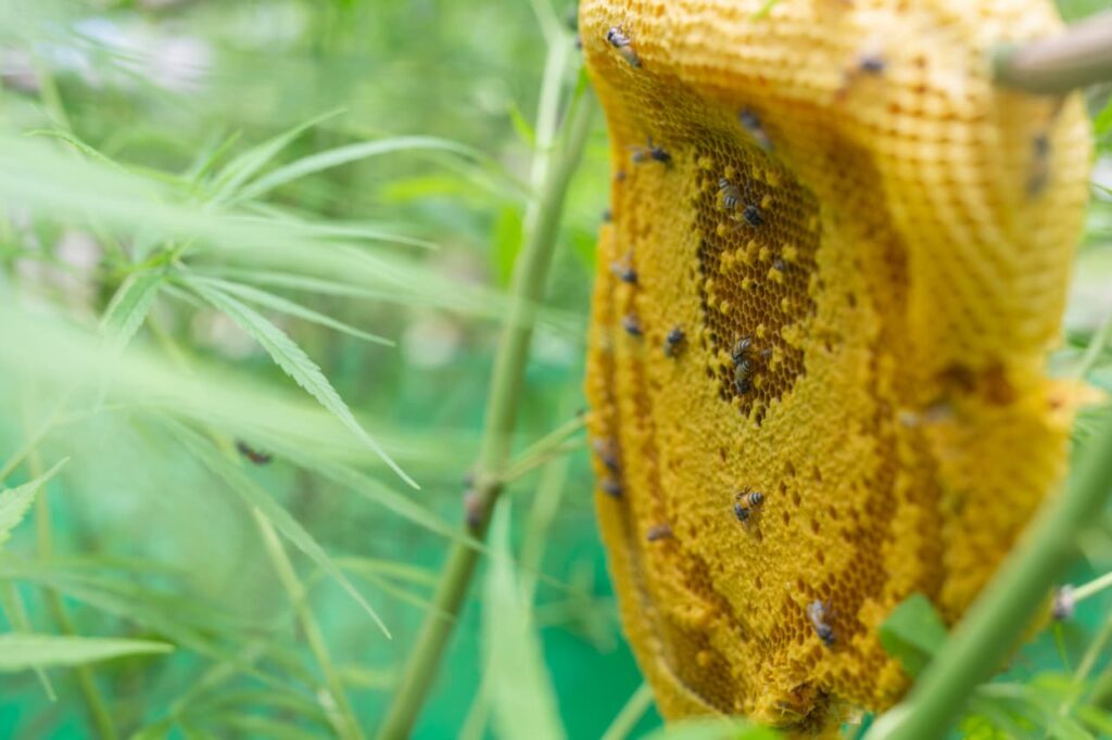 A natural honeycomb with bees in a green garden, representing propolis and honey ingredients used in Korean beauty products.